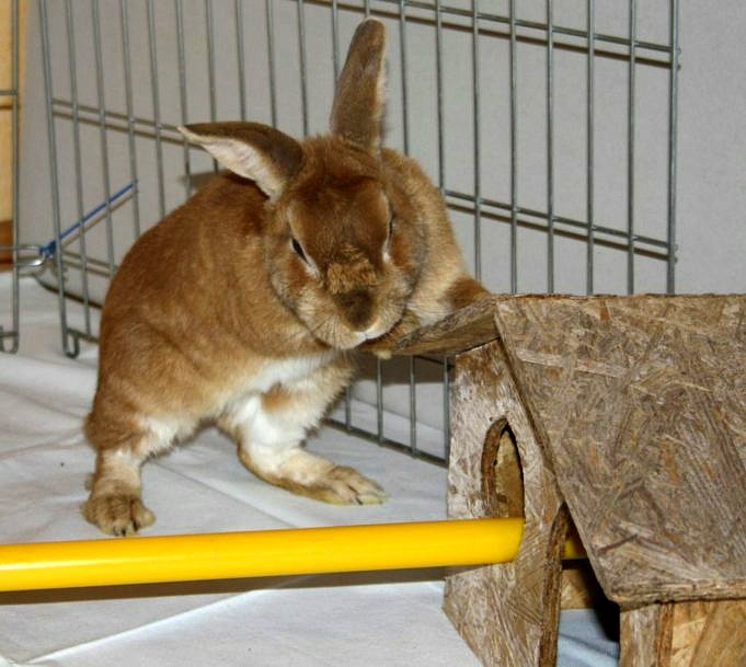 13 Epische Kostenlose Kaninchenstall-Pläne, Die Sie Noch Heute Herunterladen Und Bauen Können